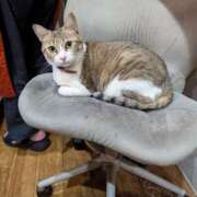 河田なお おはよ😎 素人専門キラキラ学園