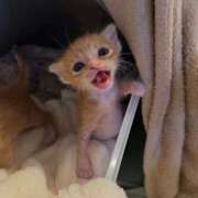 ヒメ日記 2025/12/19 12:18 投稿 河田なお 素人専門キラキラ学園