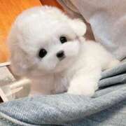 ヒメ日記 2025/11/02 22:48 投稿 桜ヶ丘ひなな【優等生】 素人専門キラキラ学園