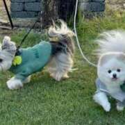 ヒメ日記 2025/11/05 03:42 投稿 桜ヶ丘ひなな【優等生】 素人専門キラキラ学園