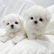 ヒメ日記 2025/11/05 10:09 投稿 桜ヶ丘ひなな【優等生】 素人専門キラキラ学園