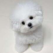 ヒメ日記 2025/11/11 04:33 投稿 桜ヶ丘ひなな【優等生】 素人専門キラキラ学園