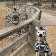 ヒメ日記 2026/01/12 20:18 投稿 月宮せいら 素人専門キラキラ学園