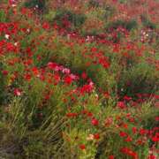 ヒメ日記 2026/03/25 22:35 投稿 月宮せいら 素人専門キラキラ学園
