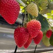 ヒメ日記 2026/04/09 21:05 投稿 月宮せいら 素人専門キラキラ学園