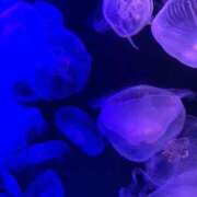 ヒメ日記 2025/11/18 23:48 投稿 春宮ひよこ【業界未経験】 素人専門キラキラ学園