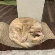 桜乃つぼみ【業界未経験】 初2回目のお客様＞_＜ 素人専門キラキラ学園