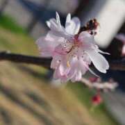 ヒメ日記 2025/11/07 09:48 投稿 夕張えみる【業界未経験】 素人専門キラキラ学園