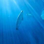 ヒメ日記 2025/11/09 22:03 投稿 夕張えみる【業界未経験】 素人専門キラキラ学園