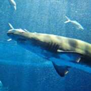 ヒメ日記 2025/11/11 23:33 投稿 夕張えみる【業界未経験】 素人専門キラキラ学園