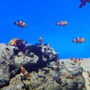 ヒメ日記 2025/11/16 22:33 投稿 夕張えみる【業界未経験】 素人専門キラキラ学園