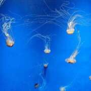 ヒメ日記 2025/11/26 00:18 投稿 夕張えみる【業界未経験】 素人専門キラキラ学園