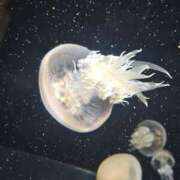 ヒメ日記 2025/11/27 00:03 投稿 夕張えみる【業界未経験】 素人専門キラキラ学園