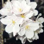 ヒメ日記 2025/11/28 19:18 投稿 夕張えみる【業界未経験】 素人専門キラキラ学園