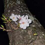 ヒメ日記 2025/12/05 18:33 投稿 夕張えみる【業界未経験】 素人専門キラキラ学園