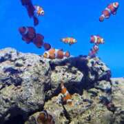 ヒメ日記 2025/12/07 23:03 投稿 夕張えみる【業界未経験】 素人専門キラキラ学園