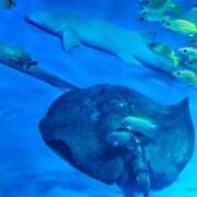 ヒメ日記 2025/12/09 23:21 投稿 夕張えみる【業界未経験】 素人専門キラキラ学園