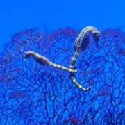 ヒメ日記 2025/12/10 23:33 投稿 夕張えみる【業界未経験】 素人専門キラキラ学園