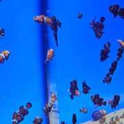 ヒメ日記 2025/12/23 23:33 投稿 夕張えみる【業界未経験】 素人専門キラキラ学園