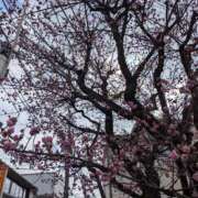 ヒメ日記 2026/03/18 17:09 投稿 あかり かりんと池袋東口店