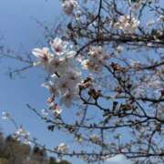 ヒメ日記 2026/03/30 15:32 投稿 なつみ 木更津人妻花壇