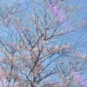 ヒメ日記 2026/04/03 20:22 投稿 高坂志乃 プレジデントハウス