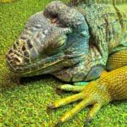 めぐ 財布っぽーい🦎 Club Melty