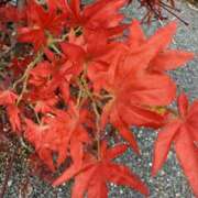 めぐ 紅葉🍁 Club Melty