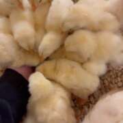 ヒメ日記 2025/12/08 20:57 投稿 めぐ Club Melty