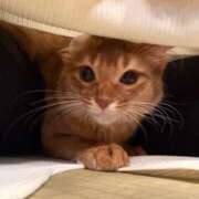 ヒメ日記 2026/02/12 19:40 投稿 めい 湯房 湯島御殿