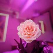 ヒメ日記 2025/12/28 23:23 投稿 うみは 京都出張メンズエステChou Chou（シュシュ)