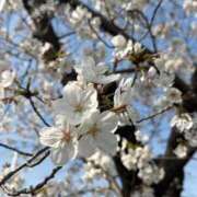 ヒメ日記 2026/04/03 17:09 投稿 ねね 豊満奉仕倶楽部