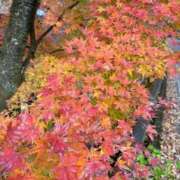 ヒメ日記 2025/11/25 22:58 投稿 なつみ ごほうびSPA熊本店