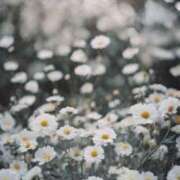 ヒメ日記 2025/11/15 03:42 投稿 常盤まよ 大人めシンデレラ 新横浜店（シンデレラグループ）