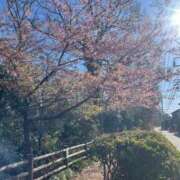 ヒメ日記 2026/03/08 08:42 投稿 ようこ Second Love（セカンドラブ）