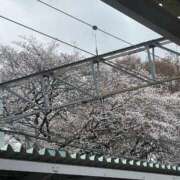 ヒメ日記 2026/03/29 18:49 投稿 ようこ Second Love（セカンドラブ）