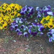 ヒメ日記 2026/04/02 08:15 投稿 ようこ Second Love（セカンドラブ）