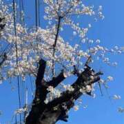 ヒメ日記 2026/04/03 10:23 投稿 ようこ Second Love（セカンドラブ）