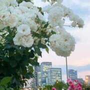 ヒメ日記 2026/02/17 16:46 投稿 りんね 熟女家 京橋店