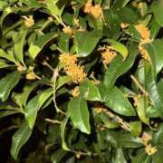 ヒメ日記 2025/10/25 04:52 投稿 りそら 川越ぽちゃまに