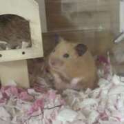 ヒメ日記 2025/10/25 21:12 投稿 りそら 川越ぽちゃまに