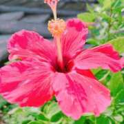 ヒメ日記 2026/04/14 18:32 投稿 かりん AZURE（アジュール）