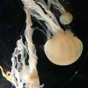 ヒメ日記 2026/02/10 23:16 投稿 ゆかり 熟女の風俗アウトレット　大高・大府店