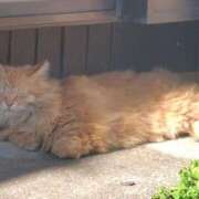 ヒメ日記 2026/04/03 15:22 投稿 みさと 出会い系人妻ネットワーク さいたま～大宮編