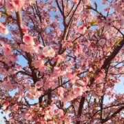 ヒメ日記 2026/04/08 18:44 投稿 かのん 池袋おかあさん