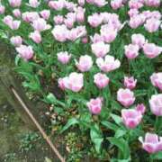 ヒメ日記 2026/04/15 12:34 投稿 かのん 池袋おかあさん