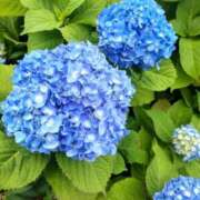 ヒメ日記 2026/06/03 14:04 投稿 かのん 池袋おかあさん
