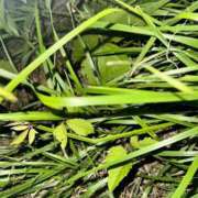 ヒメ日記 2026/06/11 07:19 投稿 立花　ねね アムアージュ