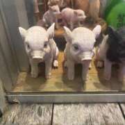 ヒメ日記 2026/06/15 23:56 投稿 千反田 BBW錦糸町店