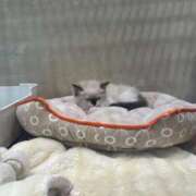 ヒメ日記 2025/12/29 22:26 投稿 美神 熟女の風俗最終章　鶯谷店